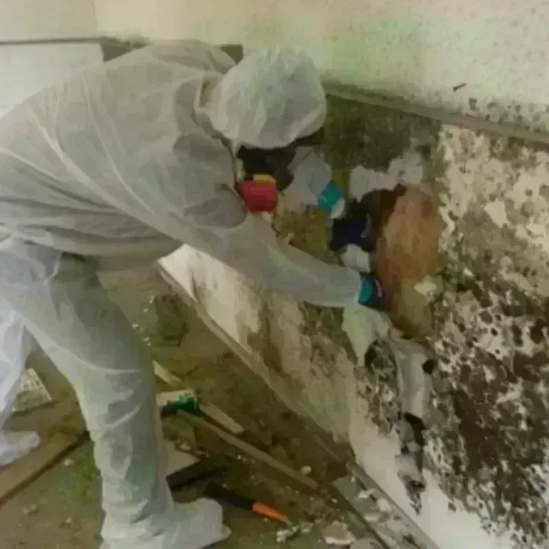 Mold Remediation and Removal in Princeton, WI